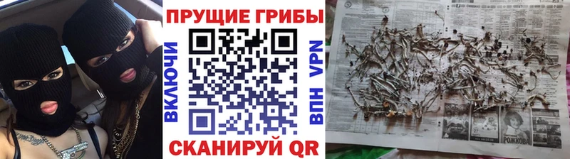Псилоцибиновые грибы GOLDEN TEACHER  Туринск 